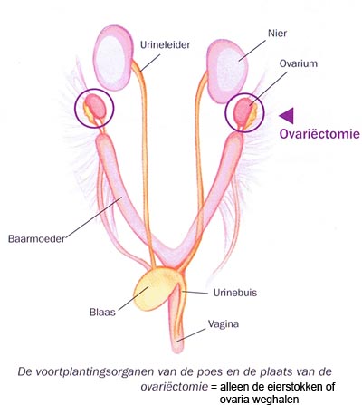 Ovariectomie of alleen de eierstokken weghalen bij een kat: de eierstok is duidelijk te zien, aan het einde van een baarmoeder of uterus hoorn. 
